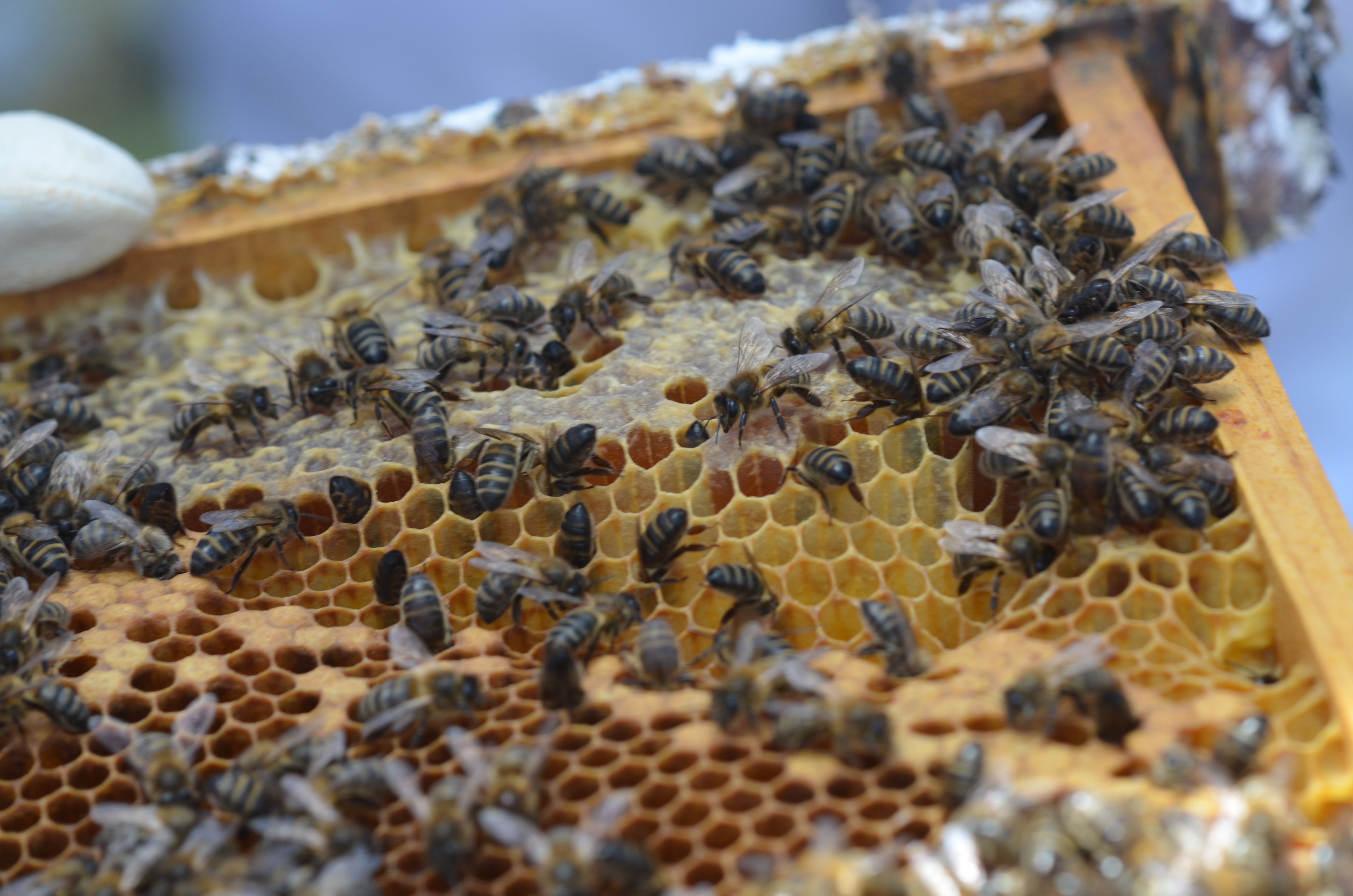 Cuadro de colmena Cuadro de colmena con celdas operculadas y abejas